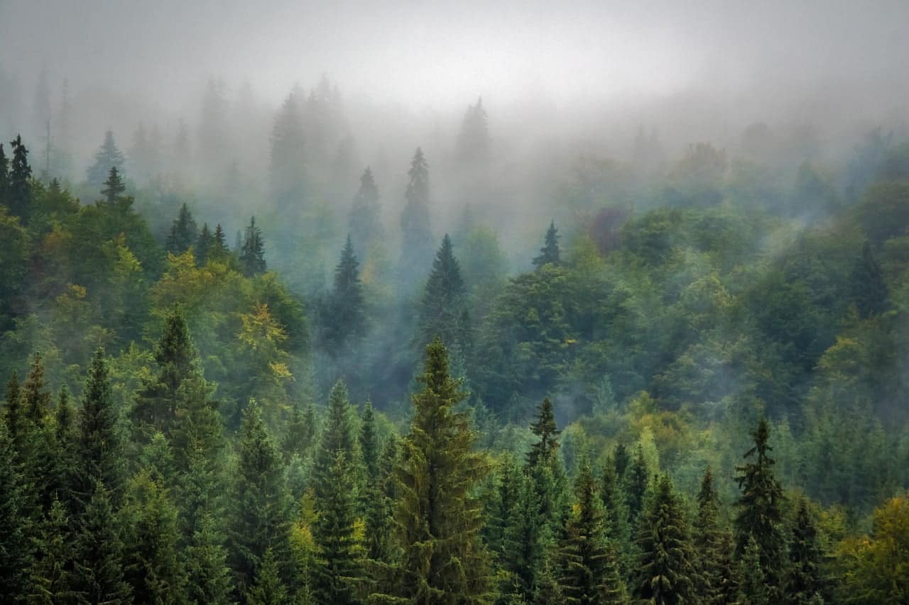International Day of Forests 2022: Here are 6 Amsterdam startups that uses technology to protect forests