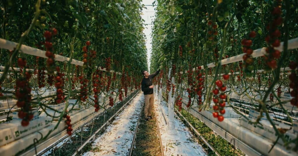 Greenhouse