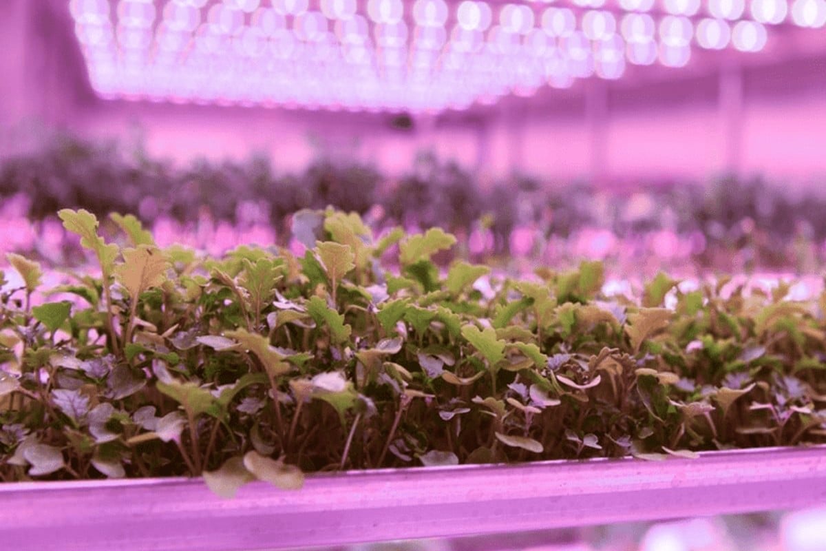 Vertical farming has shown technological progress but investors still remain distant; limiting startup ecosystem