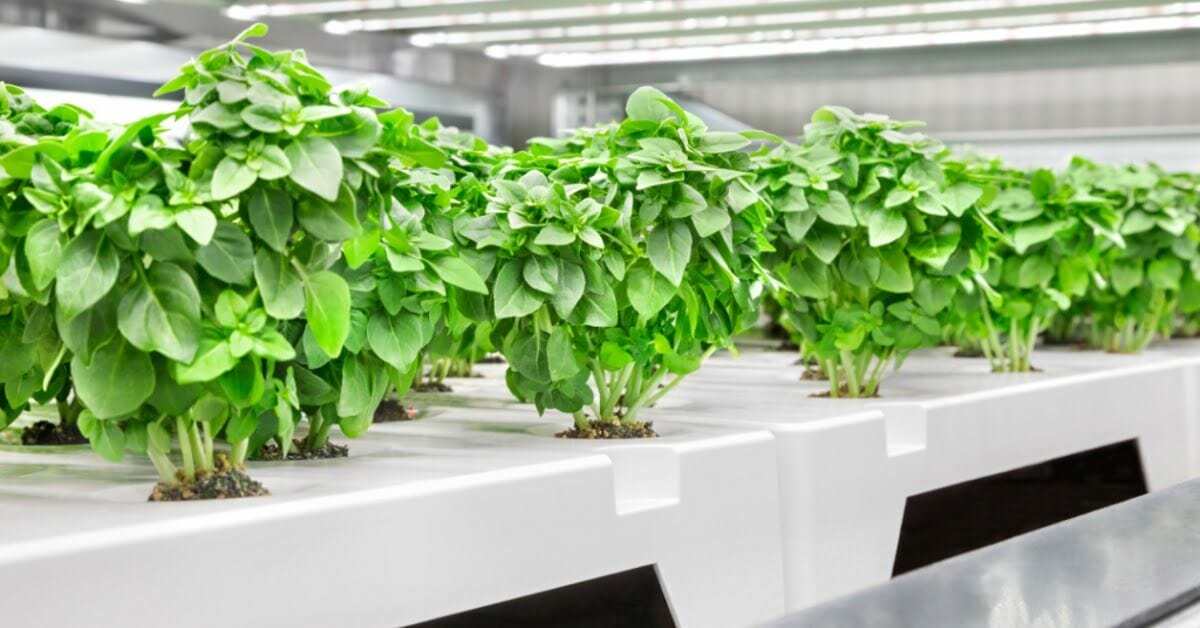 German agritech startup Infarm raises €176.8M; now valued at “well over” $1B