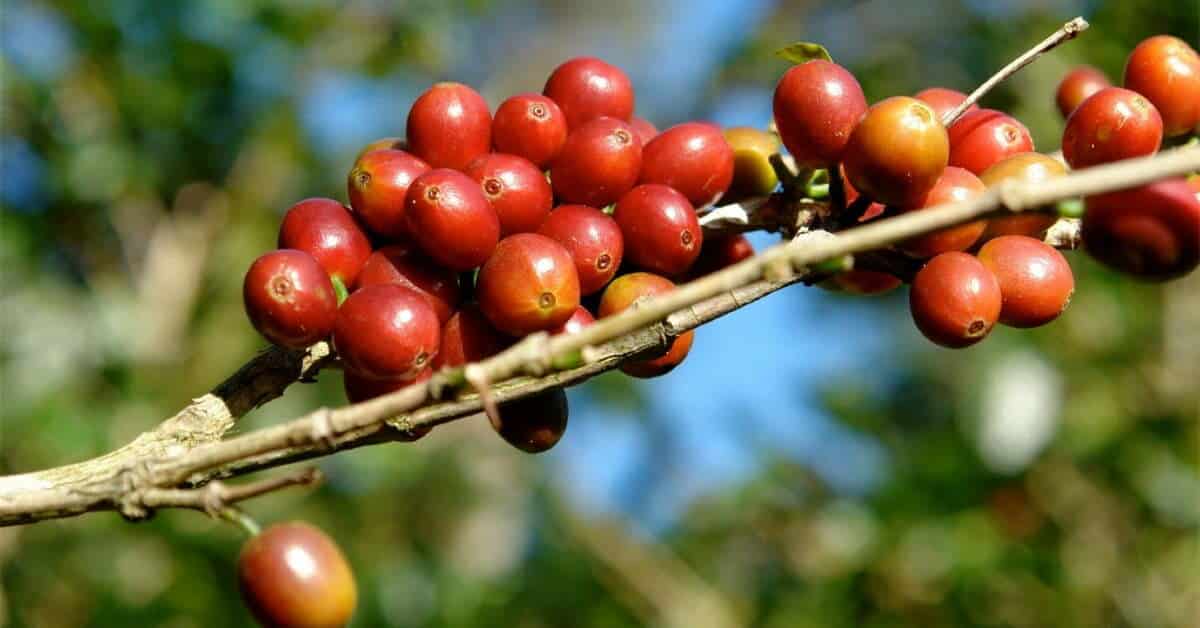 Dutch startup PectCof raises €2M to convert coffee pulp into valuable food ingredients; here’s how