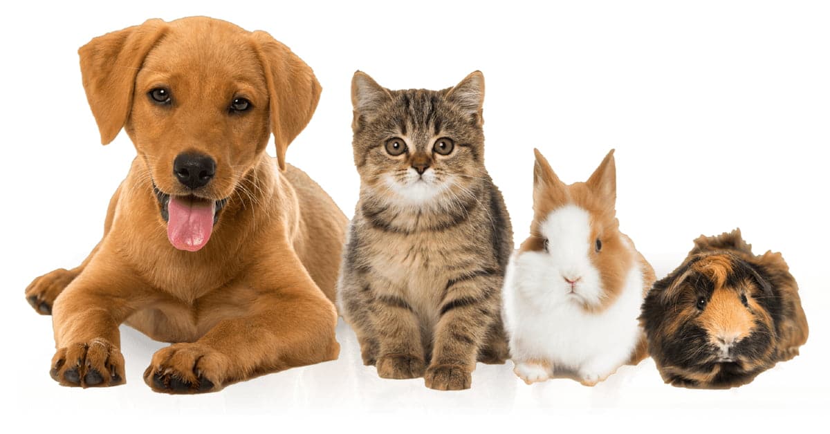 Exclusive: Dutch online marketplace for dogs Puppyplaats acquired by Sweden’s Pet Media Group; here’s why