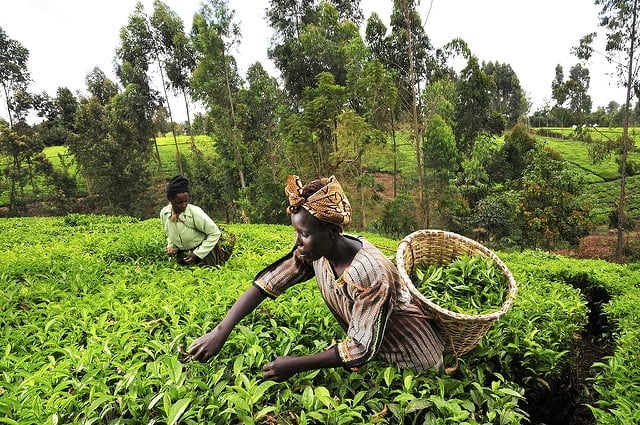 Agri-startup SheFarms launches crowdfunding campaign to empower female farmers
