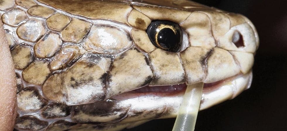 VarmX receives €12.5M to develop snake-venom-based medication