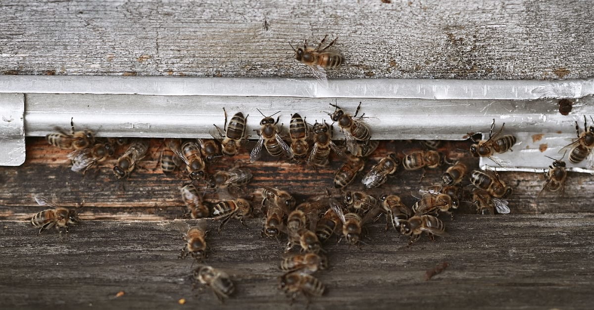 World Bee Day 2022: Check out these Amsterdam-based startups and initiatives protecting the bee population 