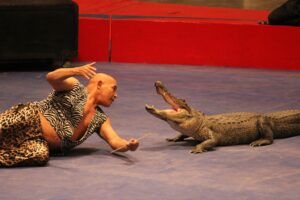 alligator