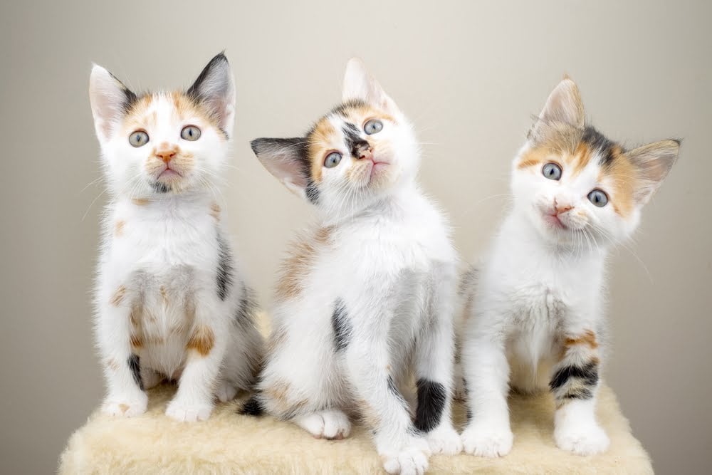 Meow! Dutch startup Poopy Cat scooped up by largest pet supplier in The Netherlands