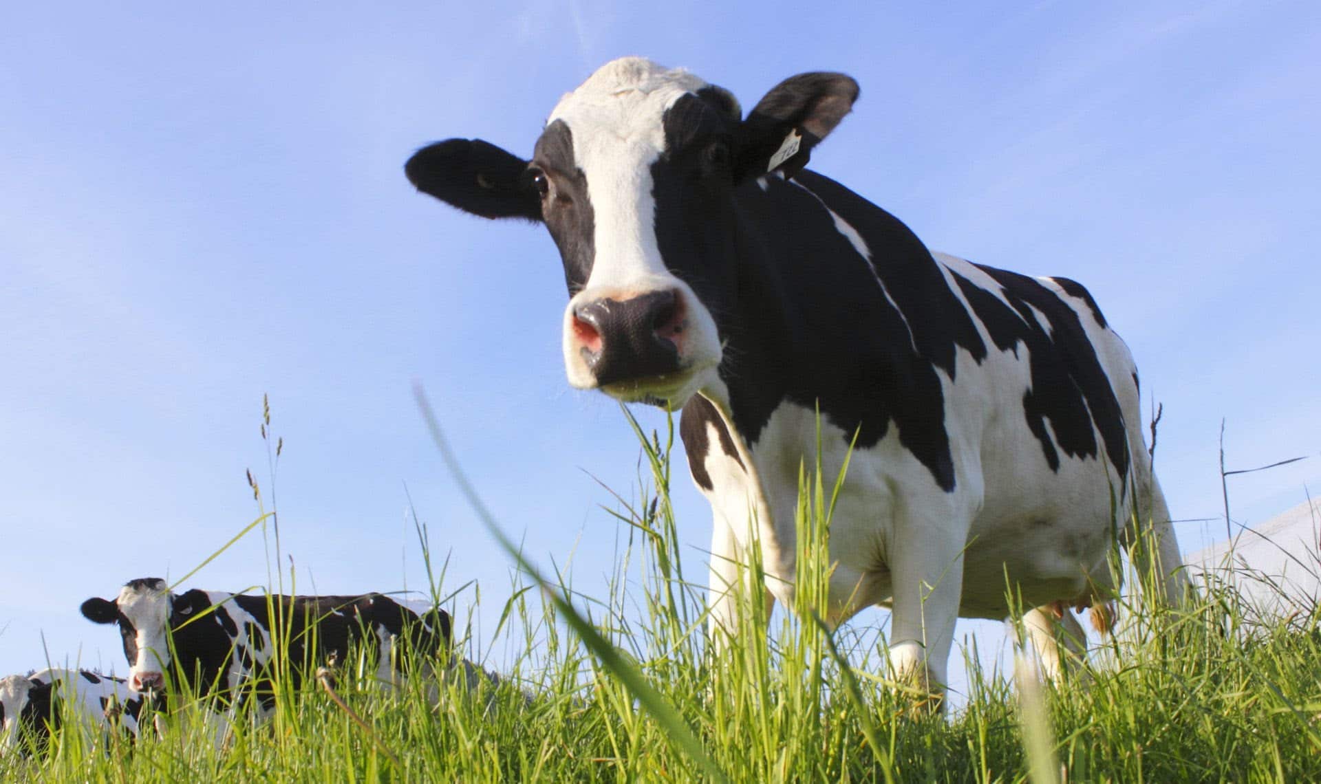 Grassa: This Dutch startup raises €2M funding to develop efficient biorefinery technology for processing grass and vegetable waste