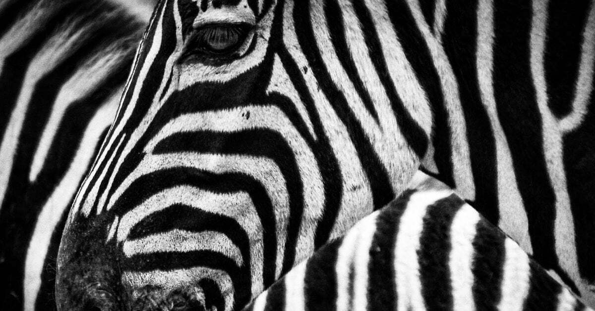 Unicorns, zebras, and the meaning of growth for Amsterdam startups