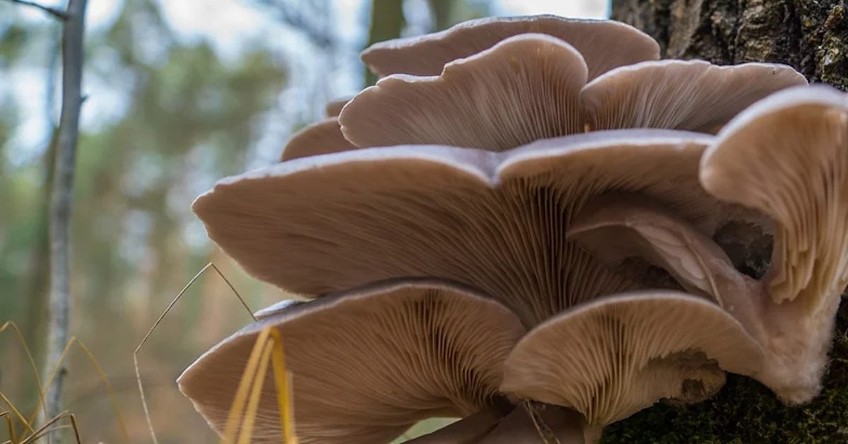 Belgian startup Novobiom bags €2M to combat waste management with fungal biotechnology 