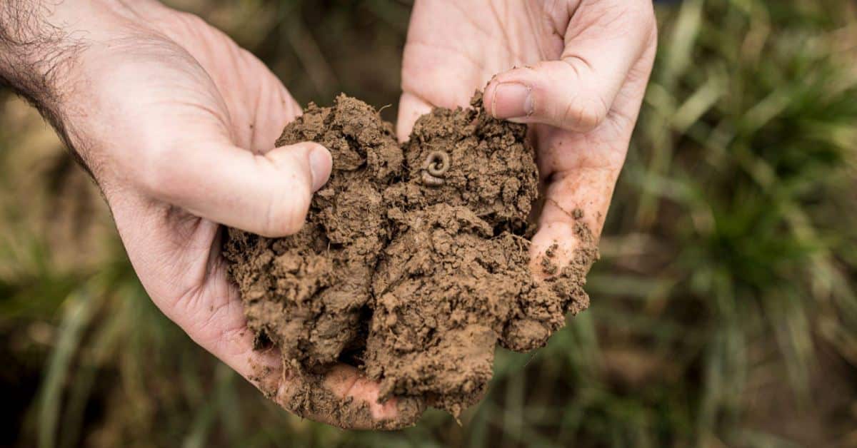Belgium’s Soil Capital lands €15M to cultivate a greener future through regenerative agriculture: Know more