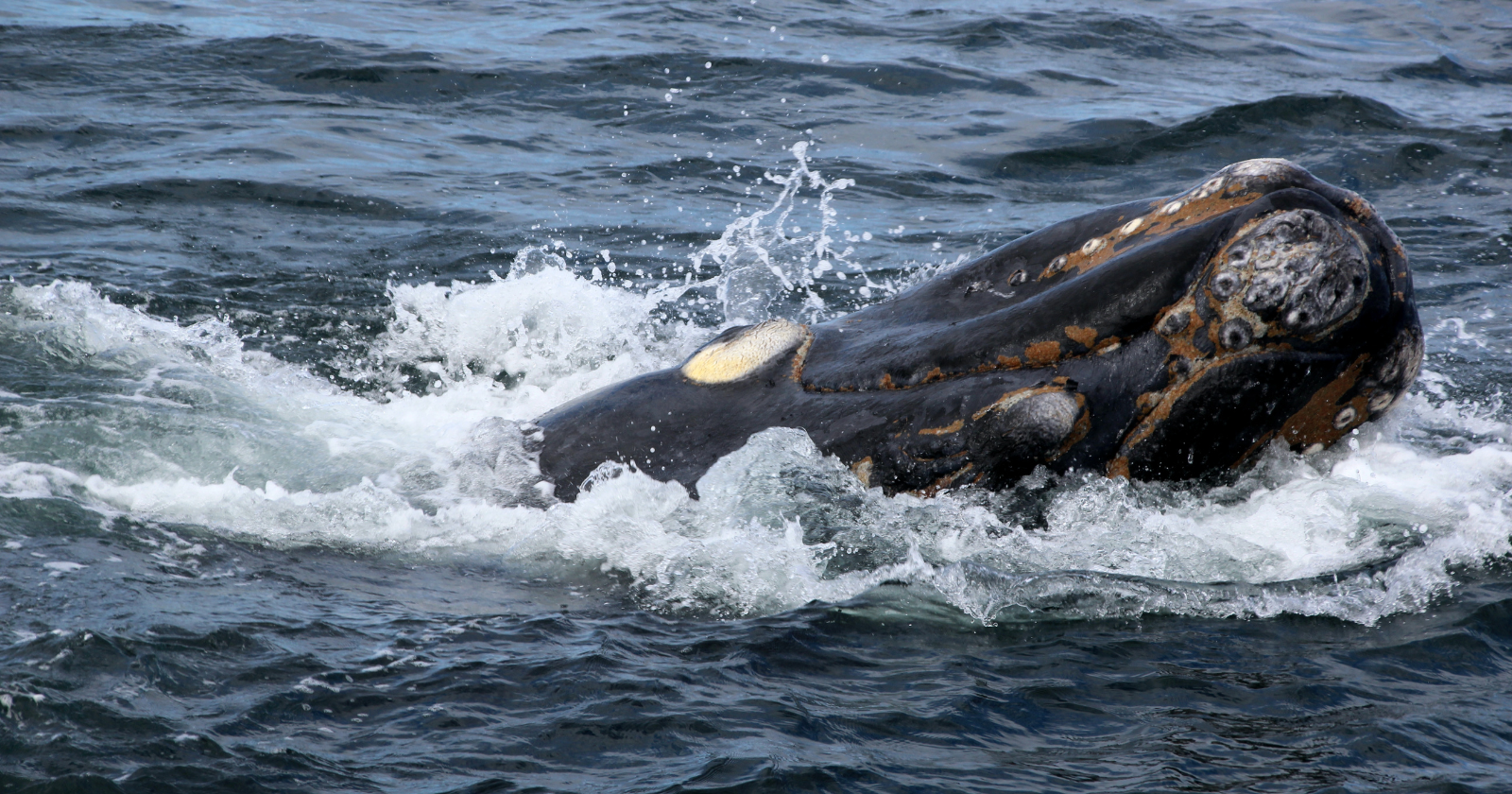 Bowhead whales can live more than 200 years and their cells appear to repair DNA damage so efficiently that researchers studying them have found tumors that simply stop growing partway through, leaving the animal to swim the Arctic for another century unaffected