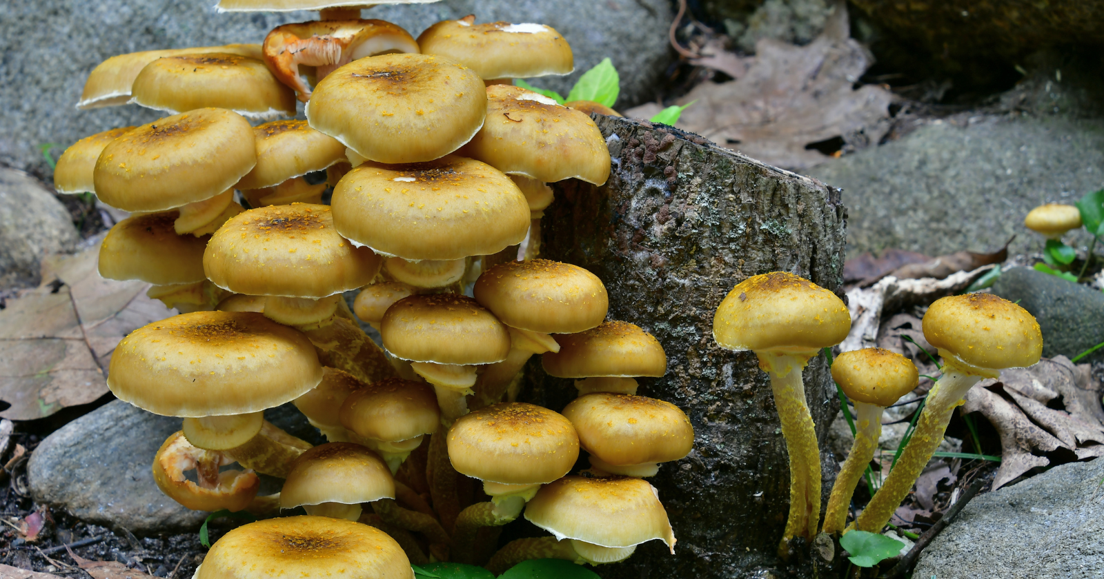 Oregon hides a fungus called Armillaria ostoyae that covers 2,385 acres underground, weighs an estimated 35,000 tons, and has been quietly killing trees from below for thousands of years
