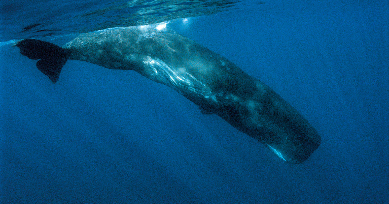 Sperm whales sleep in vertical pods, drifting tail-down near the surface in groups of five or six, completely motionless for about 15 minutes at a time, in one of the shortest sleep cycles of any mammal on Earth