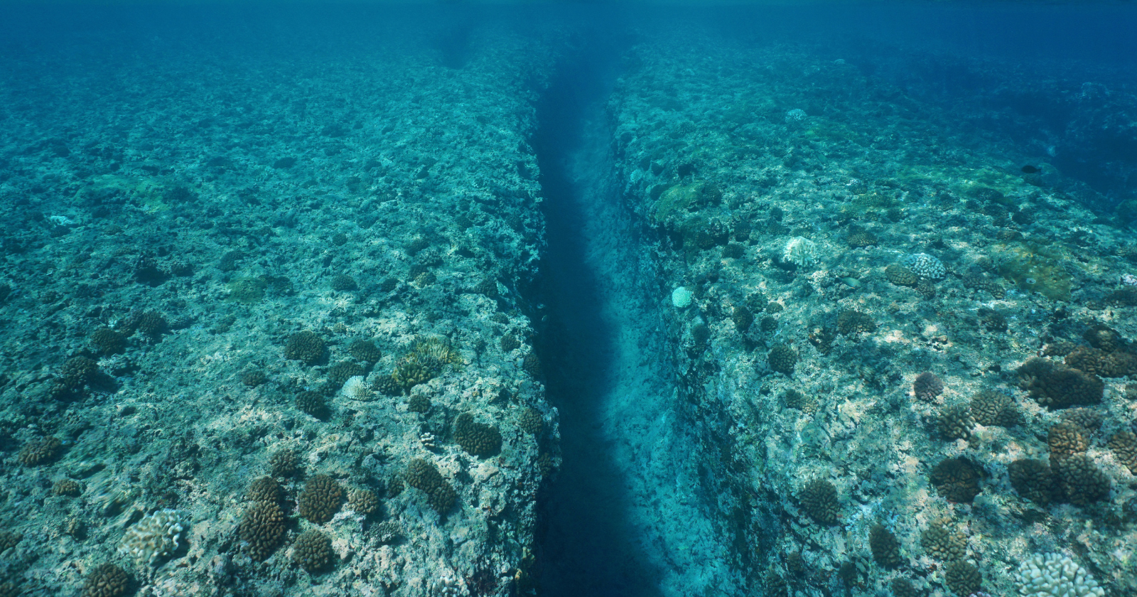 The Mariana snailfish lives nearly 8,000 metres below the Pacific surface at pressures that would crush a submarine, and survives because its bones are partly unossified and its cells are packed with a molecule called TMAO that keeps proteins from collapsing