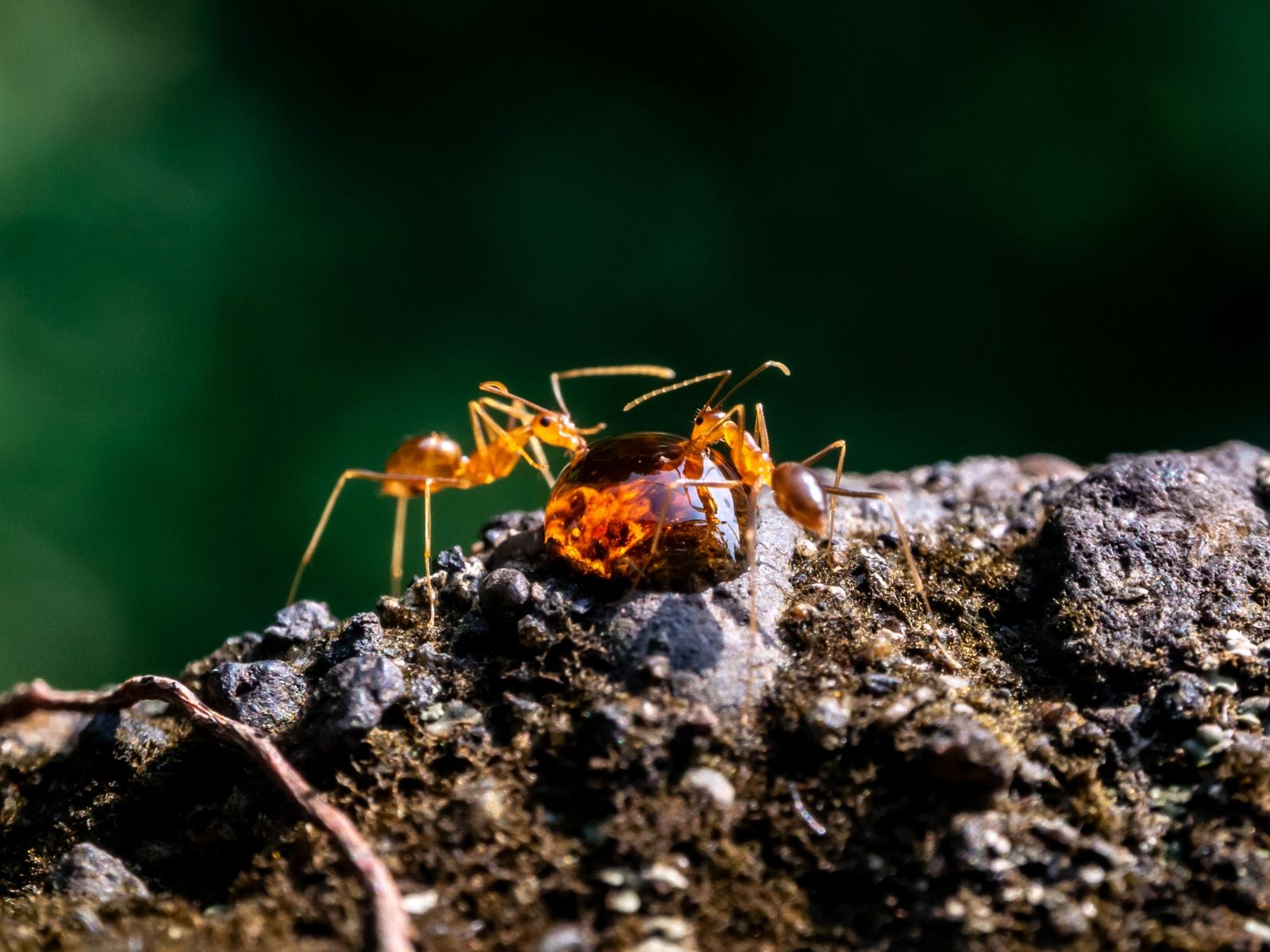 amber fossil insect