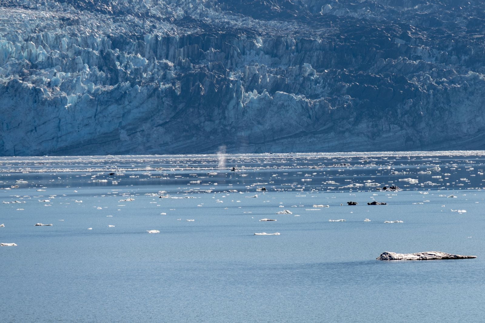 bowhead whale arctic