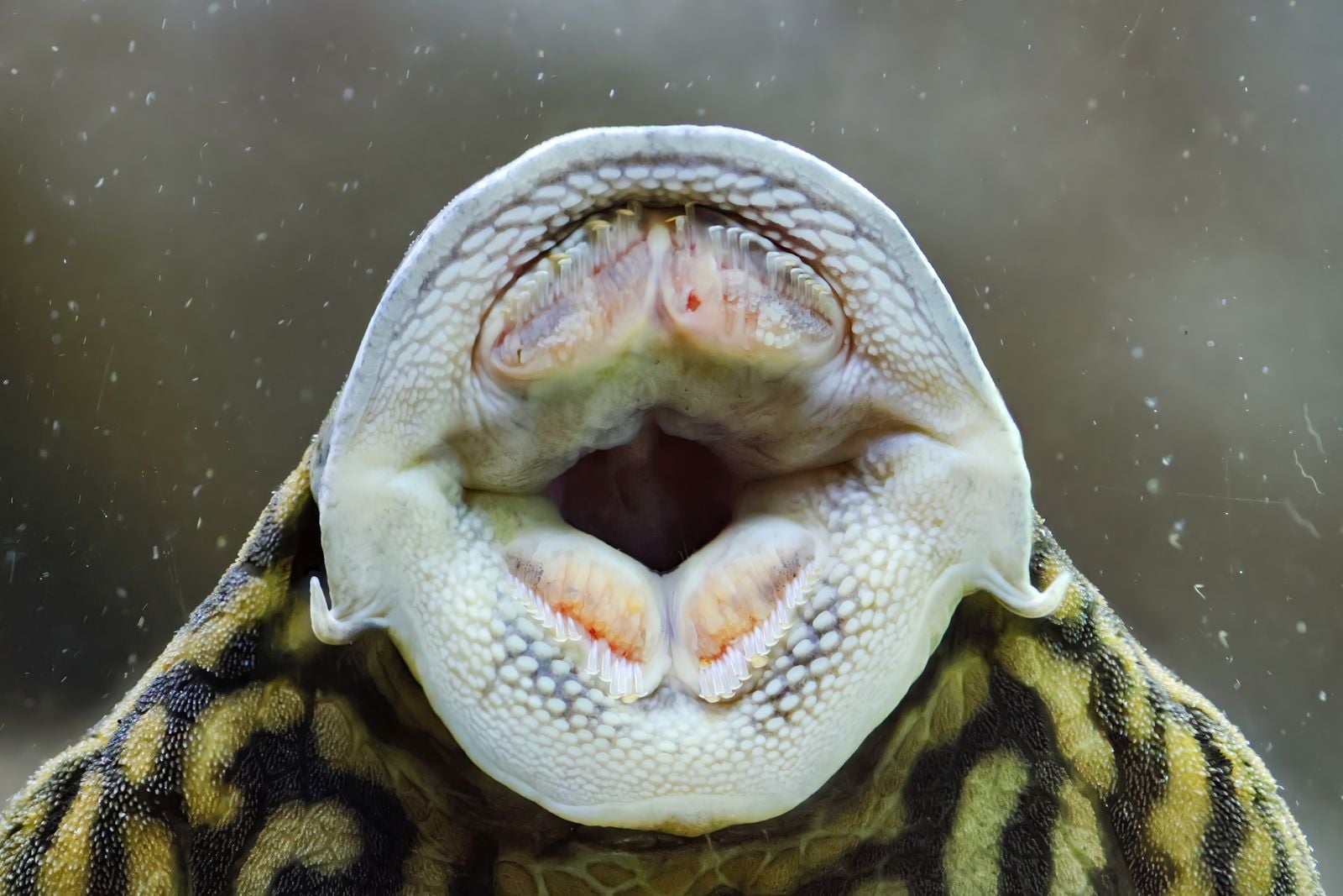 Cymothoa exigua is a parasitic crustacean that enters a fish through its gills, severs the blood vessels of its tongue until the tongue falls off, and then attaches itself in the empty socket where it functions as a working replacement tongue for the rest of the fish's life
