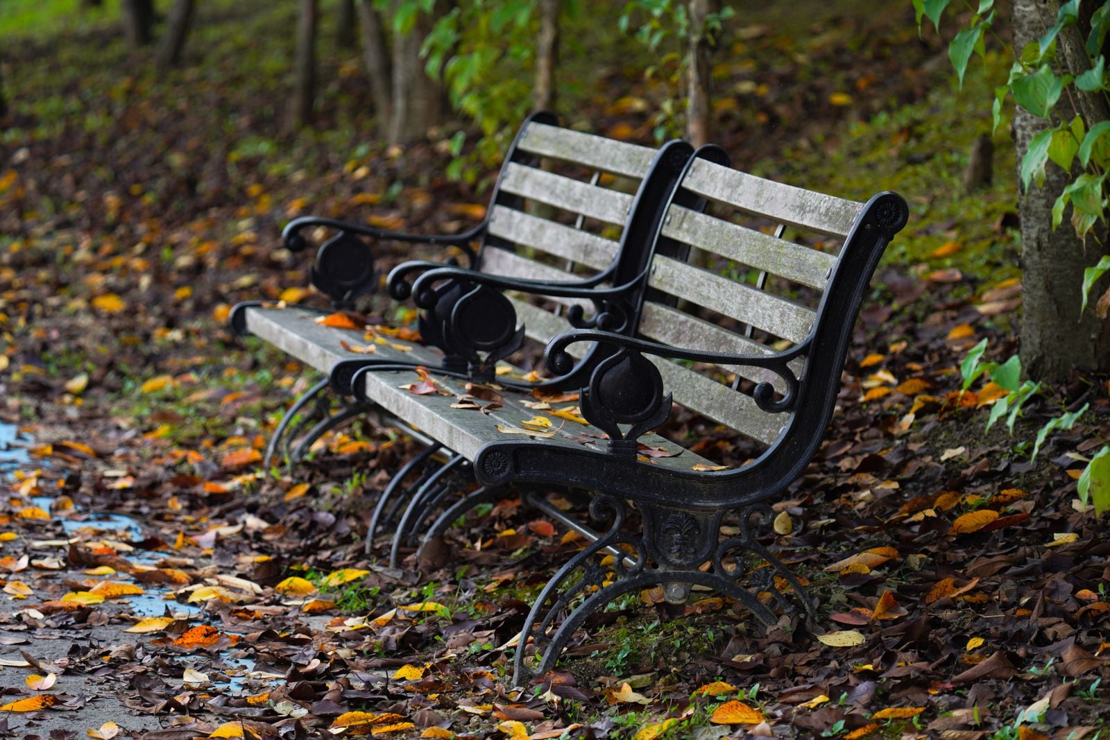 empty bench autumn park