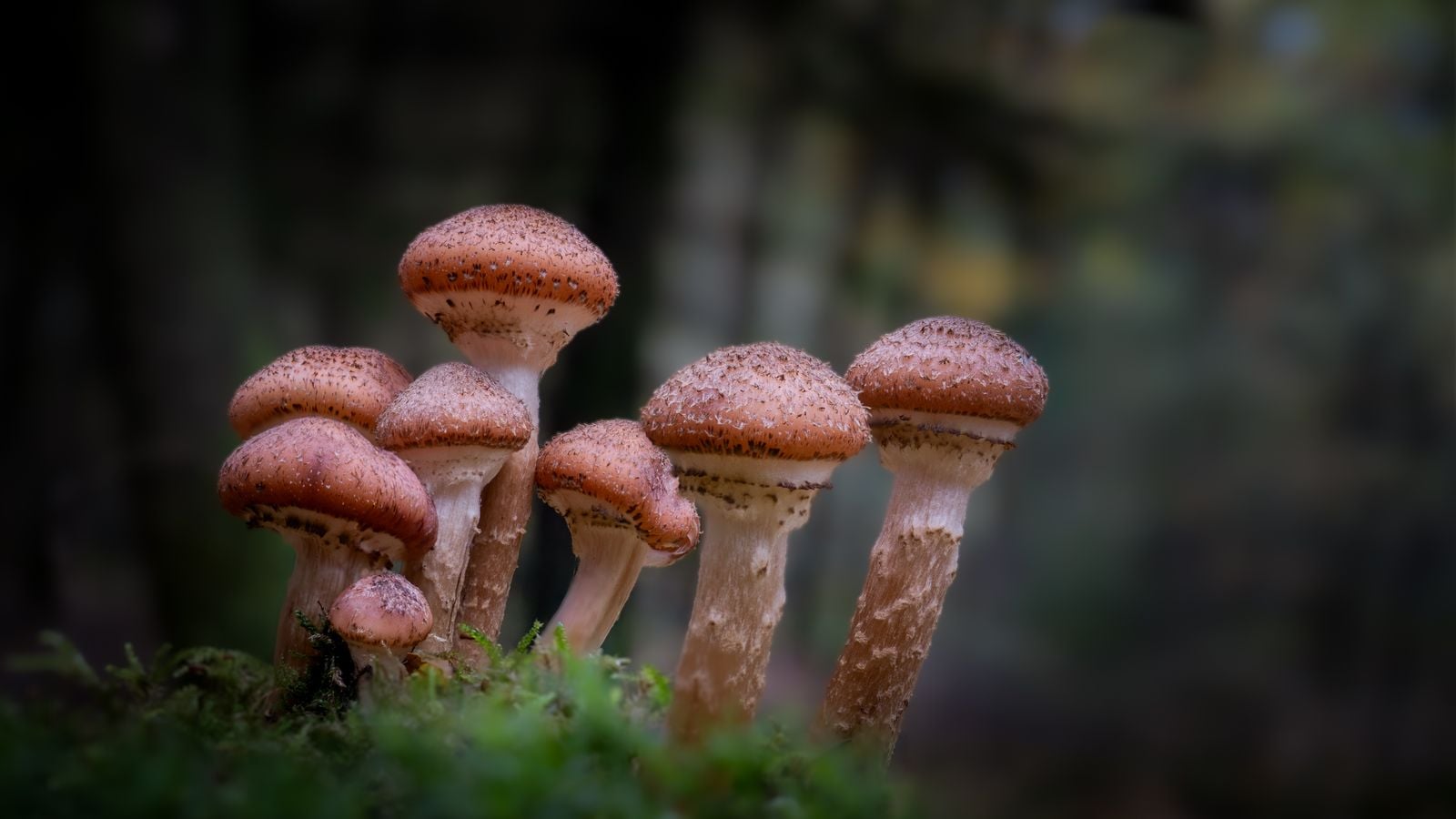 honey fungus mushrooms forest floor