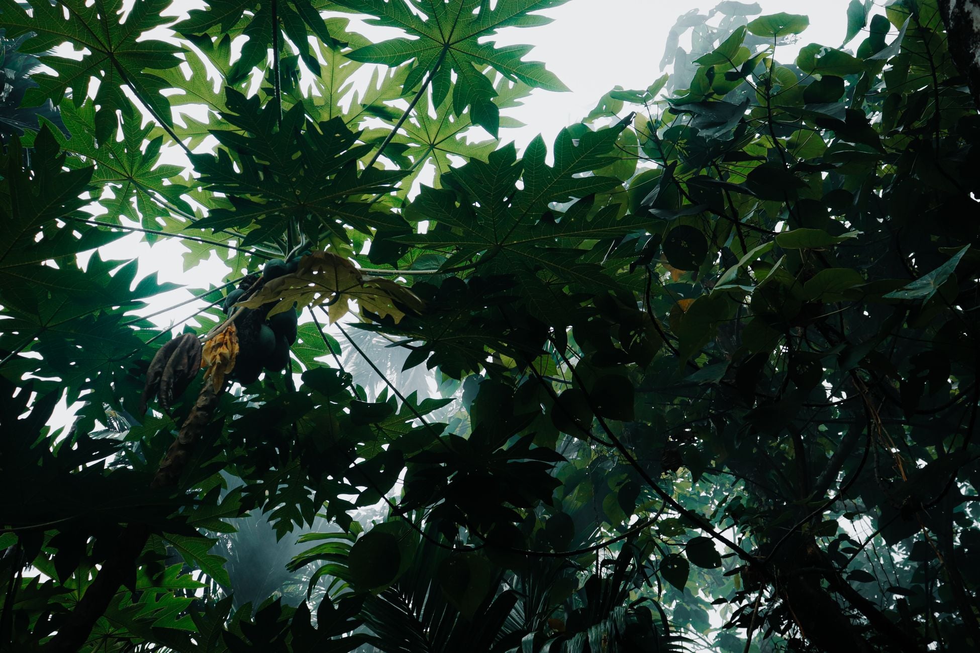 Vibrant tropical landscape featuring green papaya trees and dense foliage.