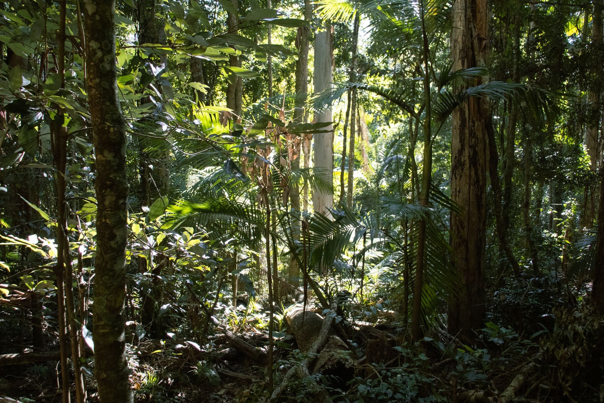 Vibrant tropical forest featuring lush greenery and sunlight filtering through the canopy.