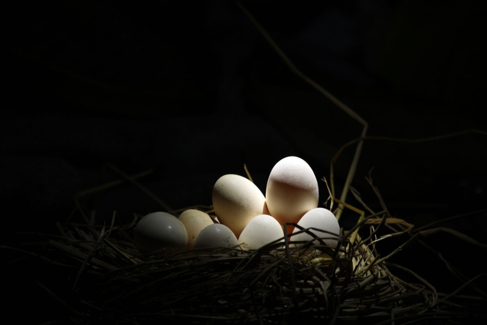 A nest with eggs illuminated dramatically by focused lighting against a dark background.