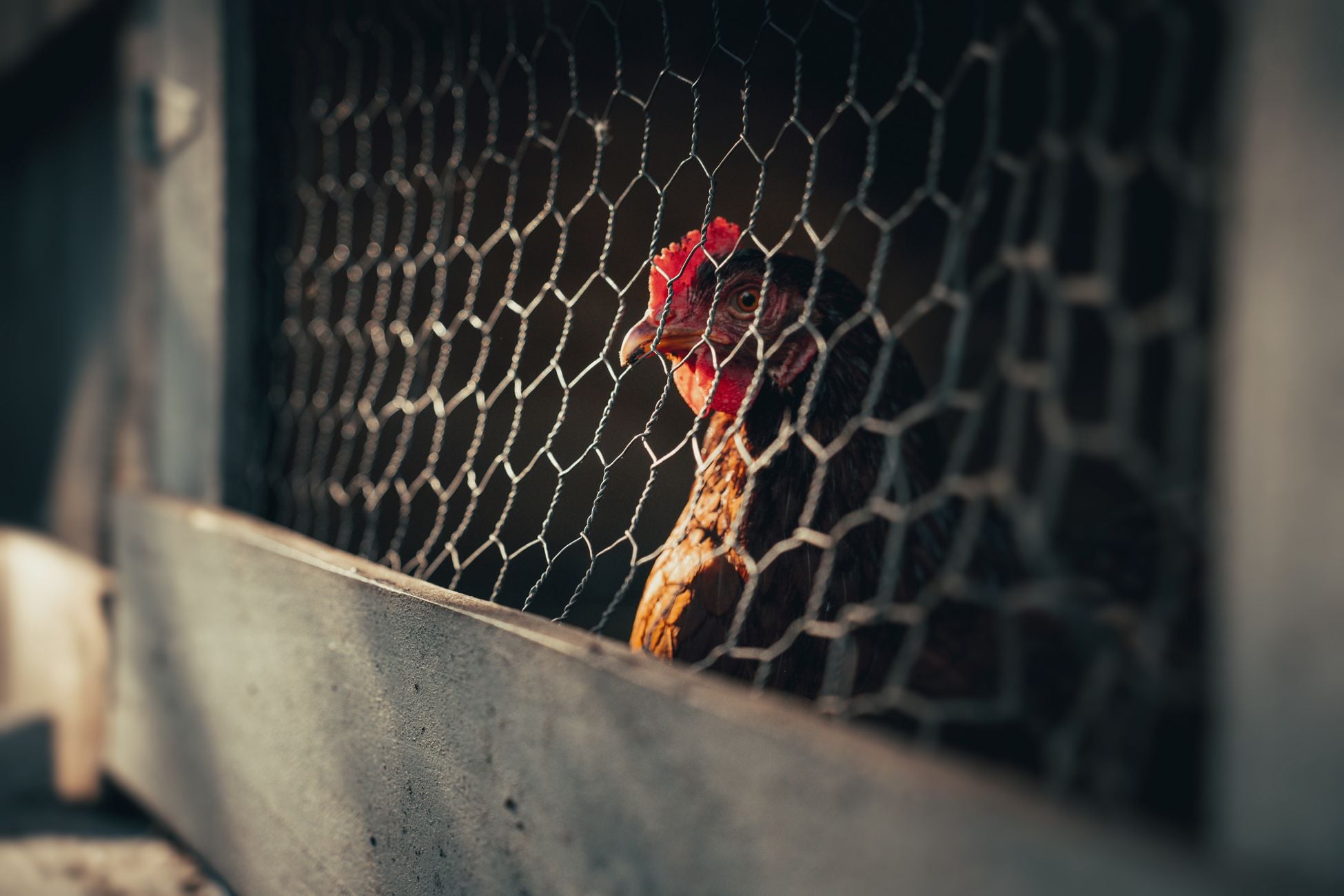 A close-up of a hen inside a chicken coop, framed behind a wire fence in warm sunlight.