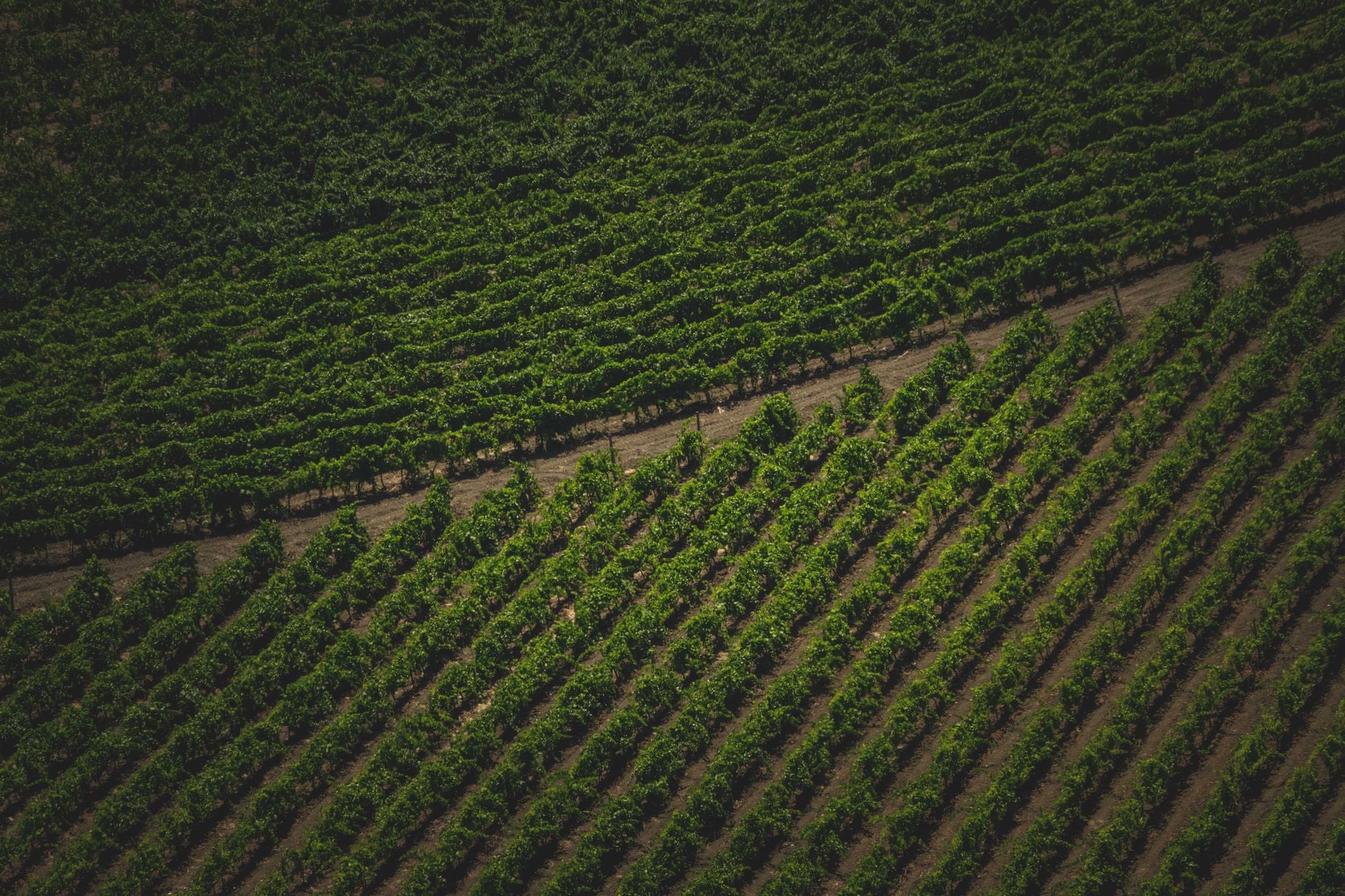 A picturesque aerial view showcasing vibrant, well-maintained vineyard rows in a sunny agricultural landscape.