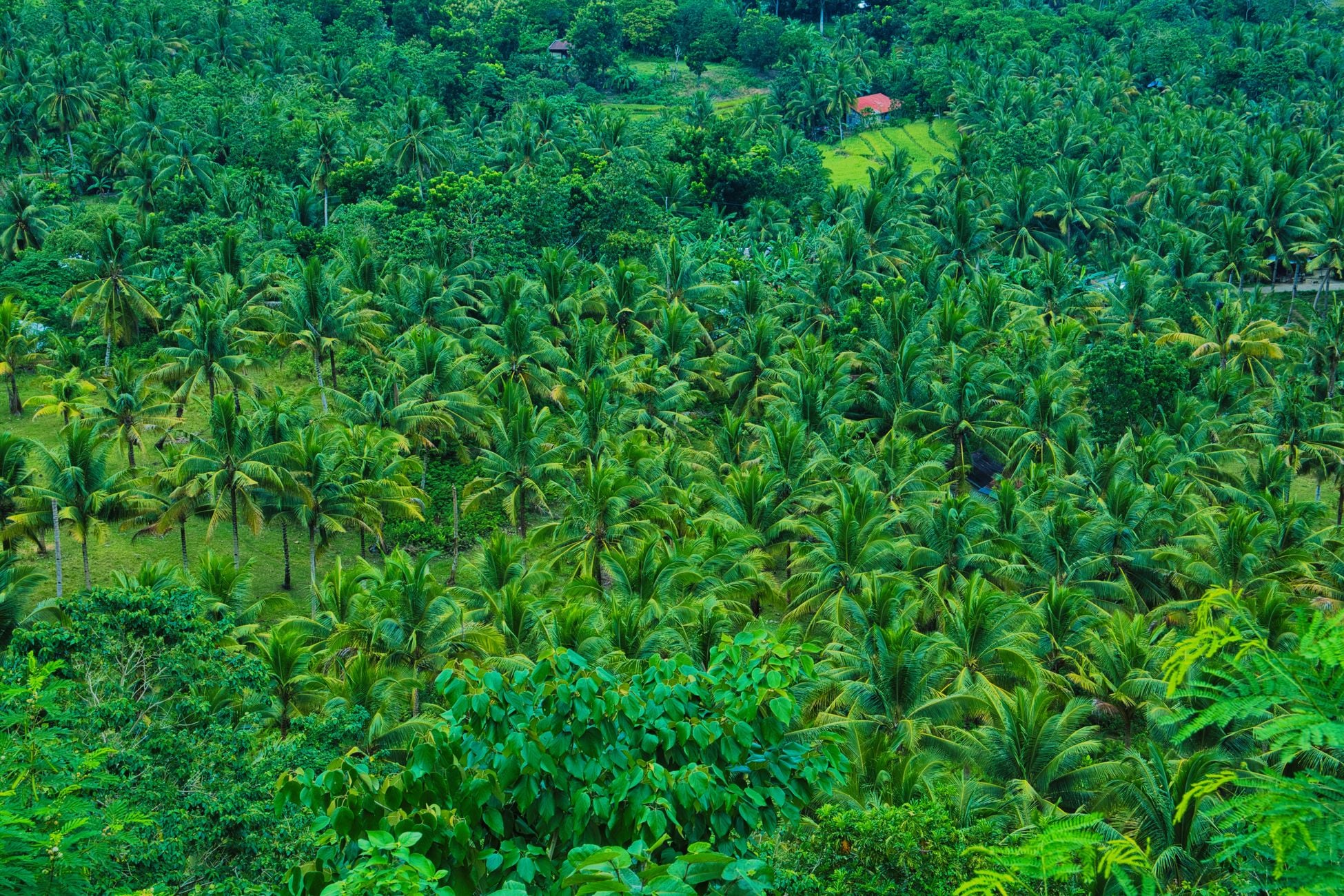 Aerial view of a lush tropical coconut palm grove, showcasing dense greenery.
