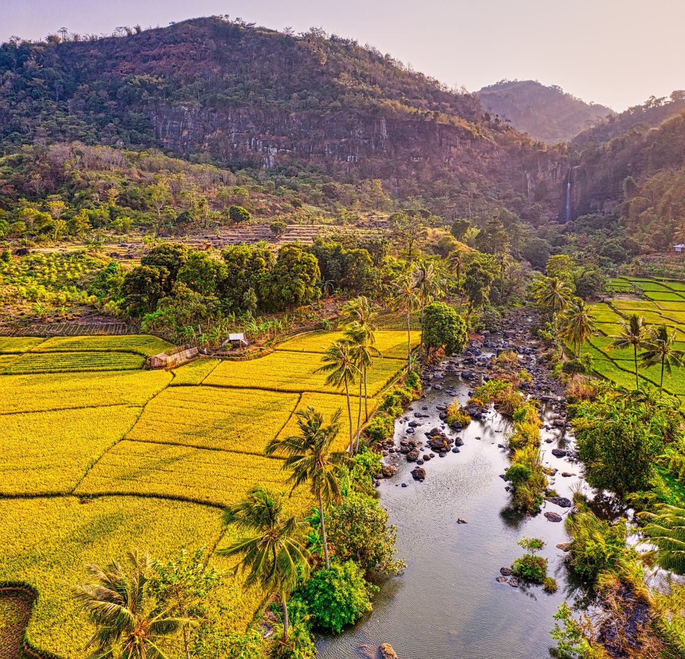 Aerial view of an oil palm plantation, with rows of palms stretching to the horizon.