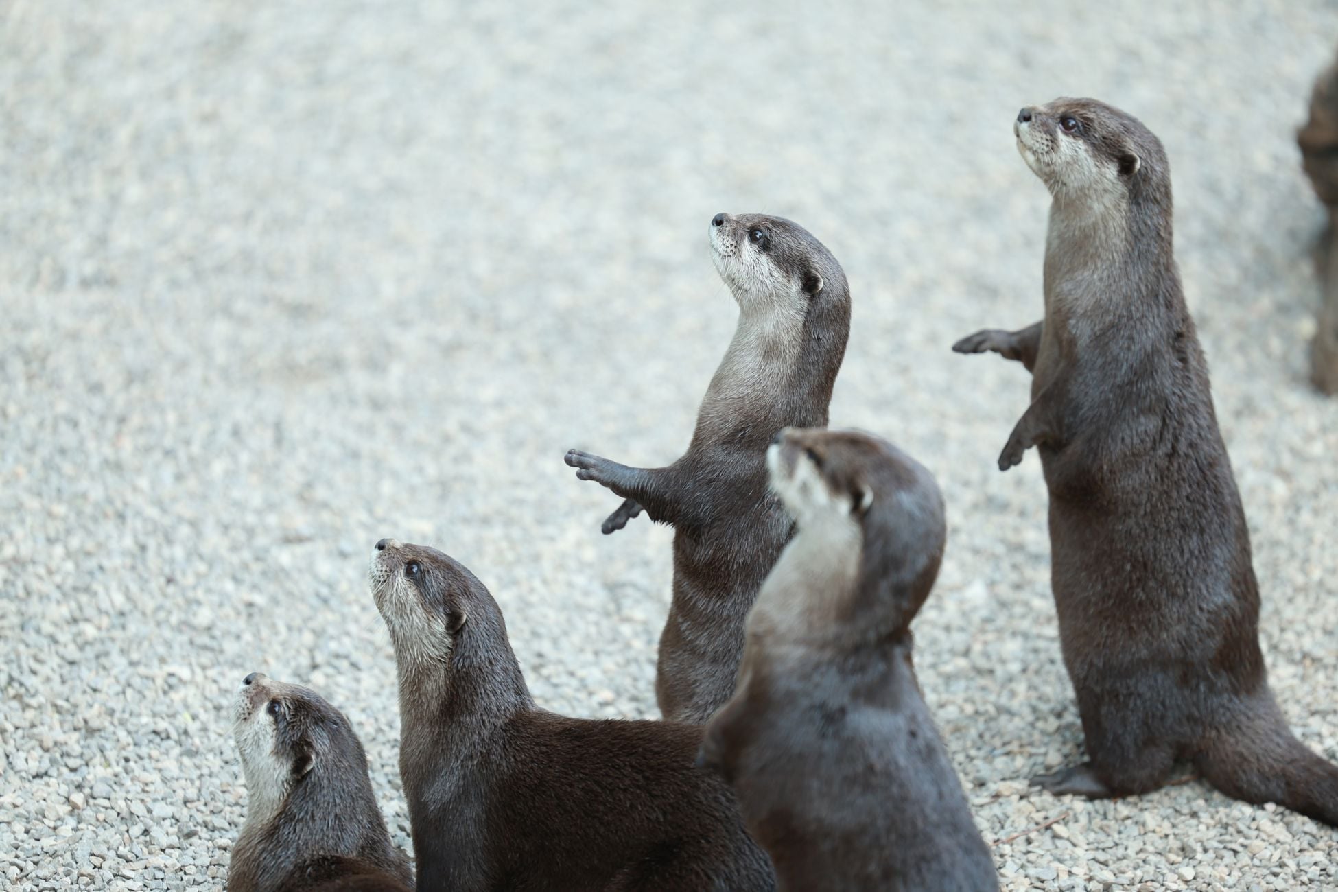 Curious Asian small-clawed otters standing and observing their surroundings on a pebble surface.