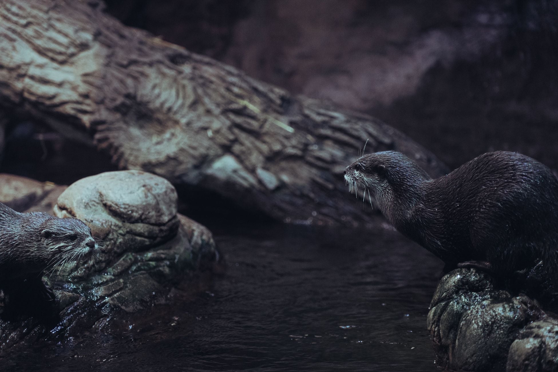 Two otters interacting on rocks by a stream in their natural habitat, showcasing wildlife behavior.