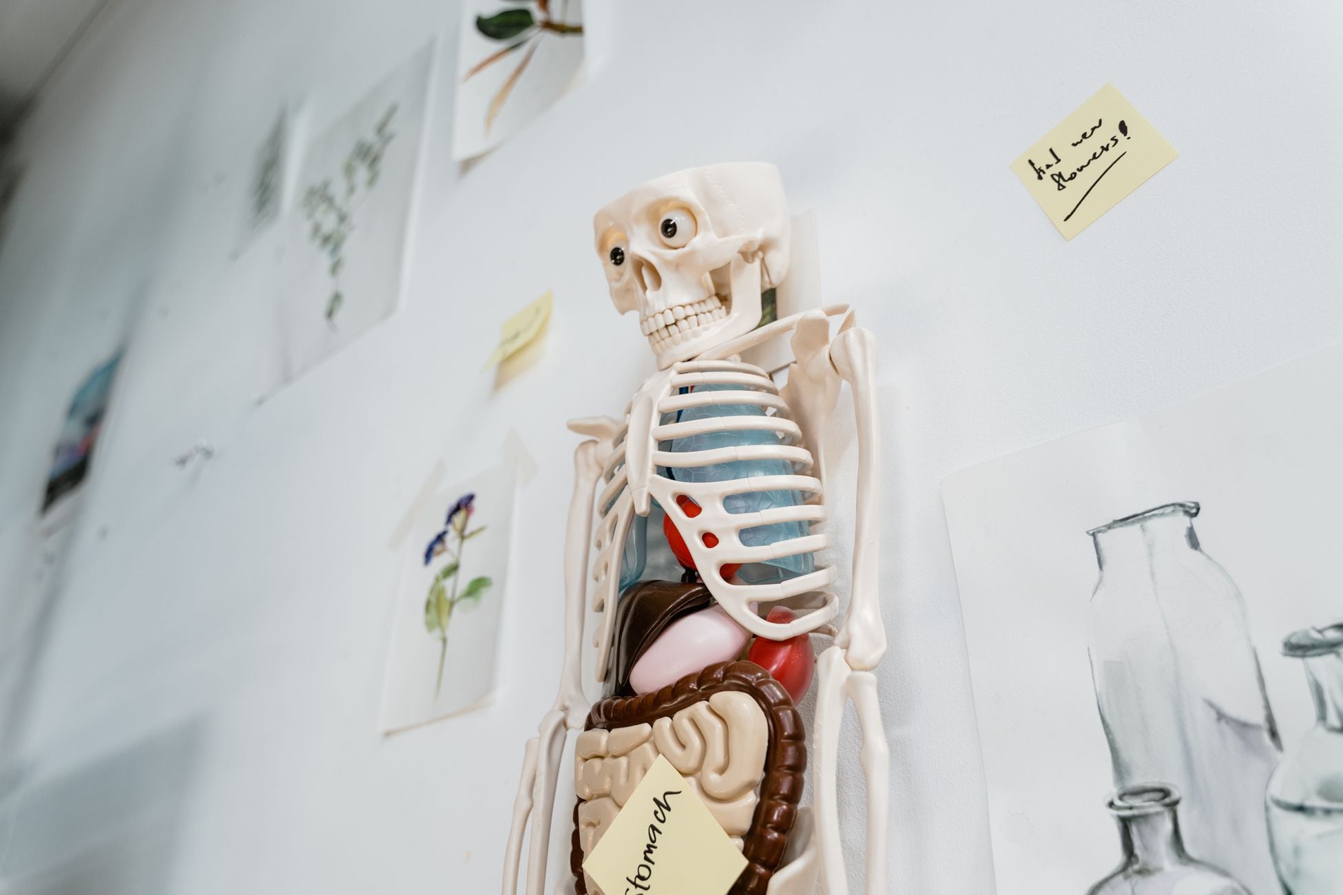 A donated human head sold for around $300, a torso with the head attached for $3,300, and a full body up to $5,000 — taken apart, one person is worth far more than they ever were whole