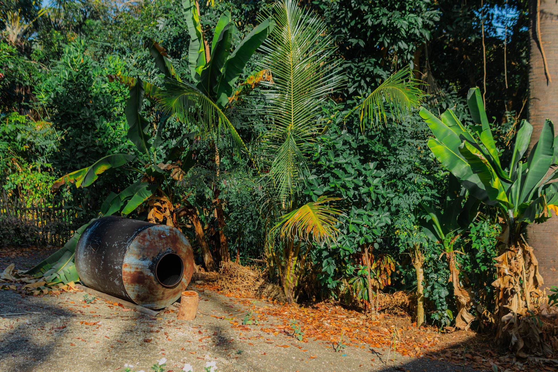 Borneo's rainforest is frequently dated to around 130 million years old — older than the Andes mountains themselves — yet a single tree planted in rows has replaced vast stretches of it within a few decades