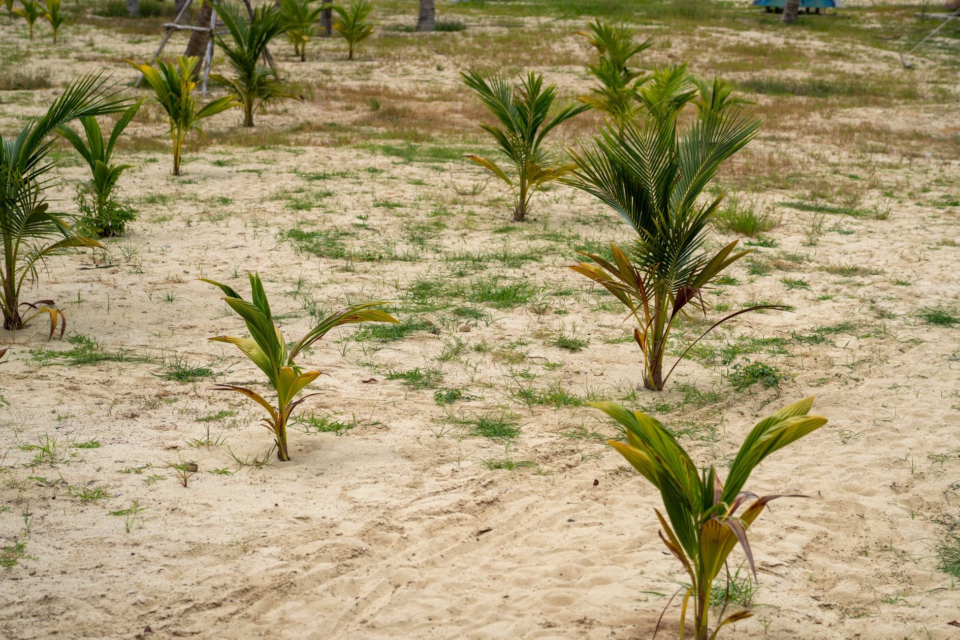 Palm oil supplies over a third of all the vegetable oil on Earth while using less than a tenth of the land devoted to oil crops — the most efficient fat humanity has ever found, and the most controversial