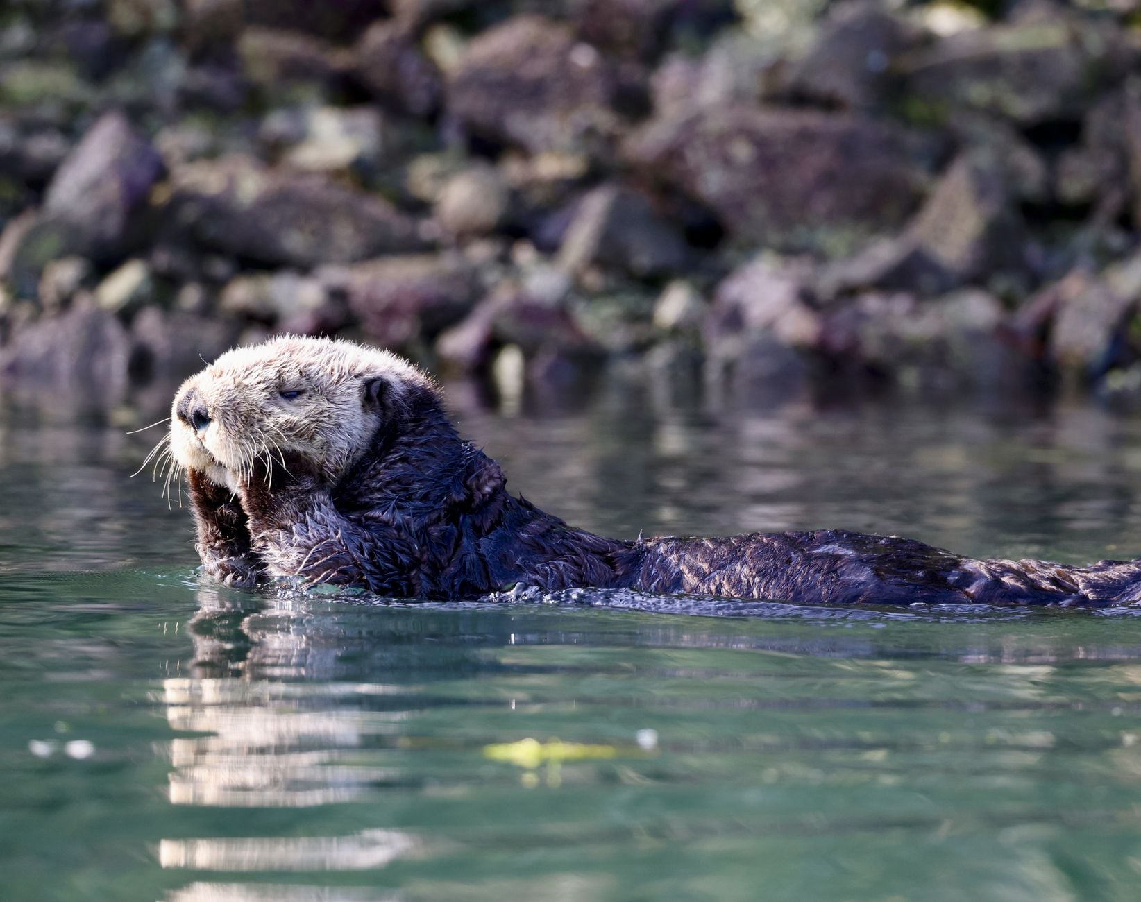 Sea otters keep a favourite rock tucked in a loose pouch of skin under each forearm, carry it between dives, and use it as a personal anvil to crack open shellfish, making them one of the few animals known to keep and reuse a single tool