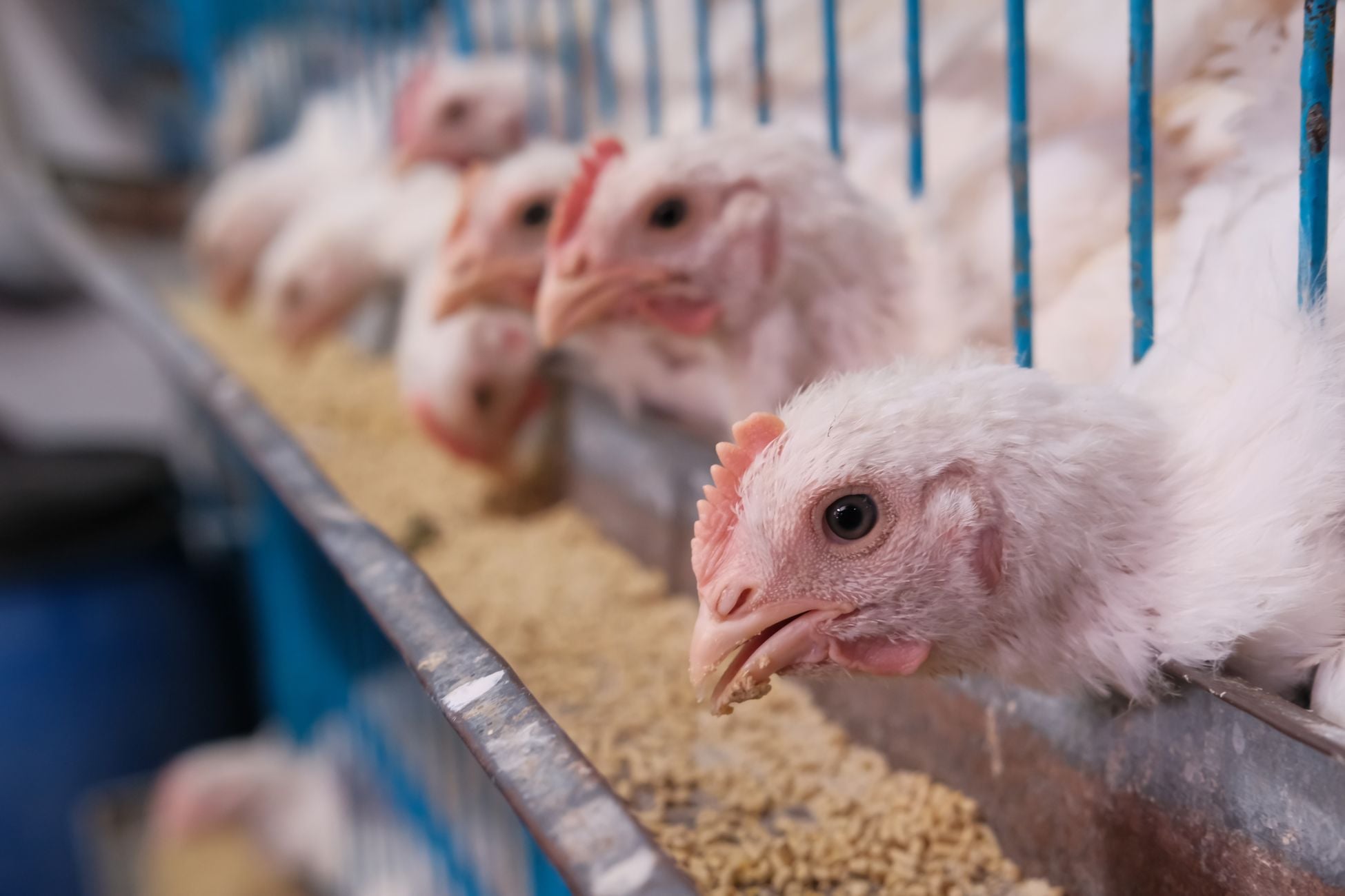 The United States keeps roughly 374 million laying hens, and over 60% of the world's eggs come from cage systems where thousands of birds share the same air, water, and wire floor