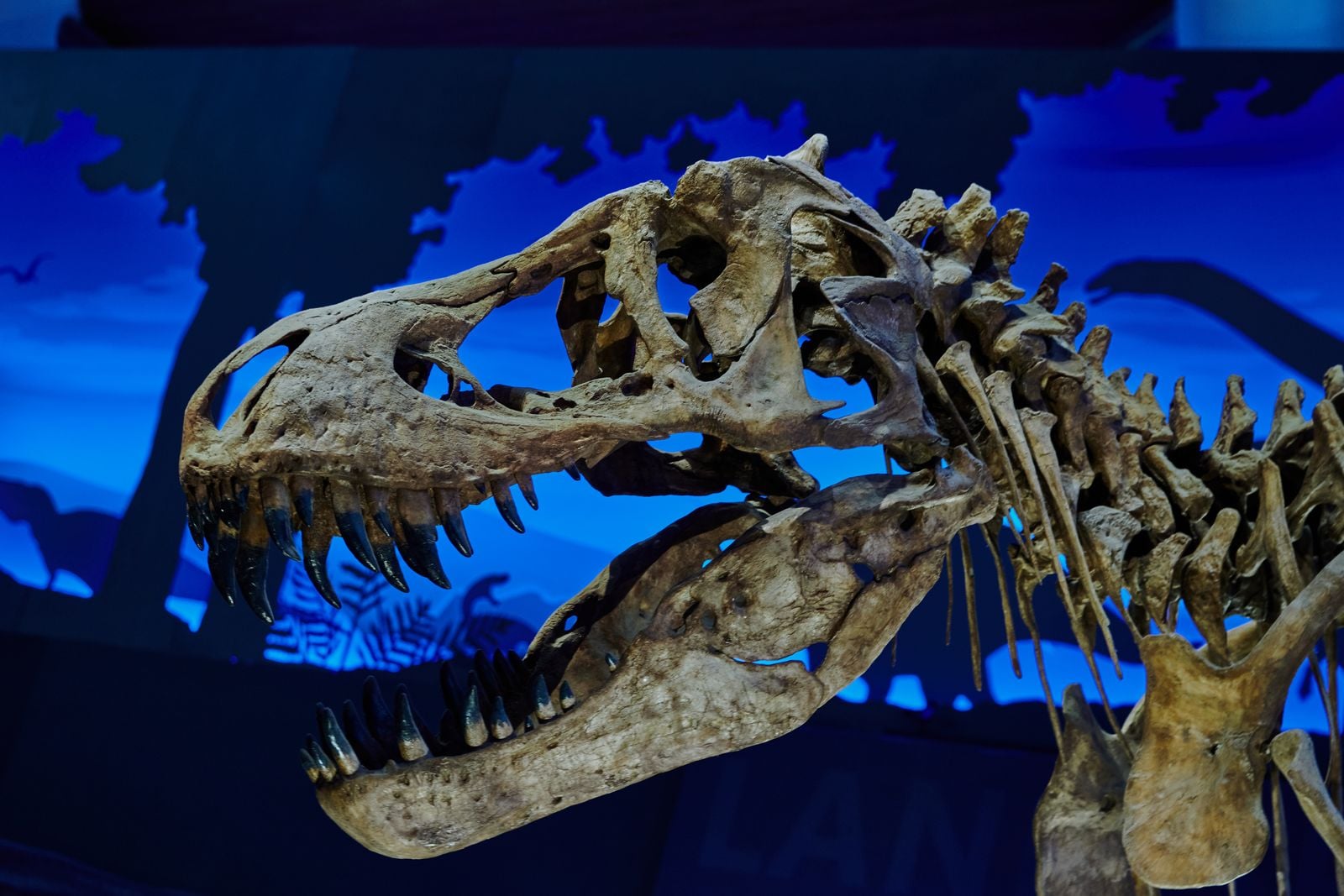 mosasaur fossil skull
