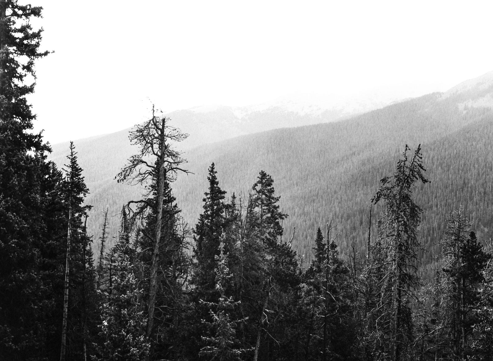 Oregon Blue Mountains conifer forest