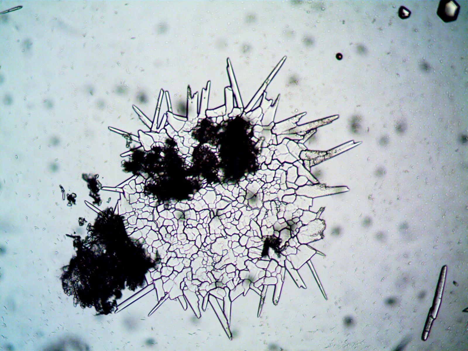 penicillium mould petri dish