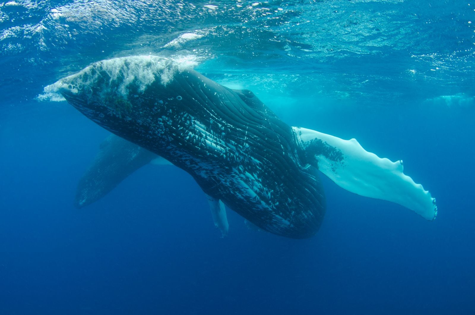 sperm whale pod vertical