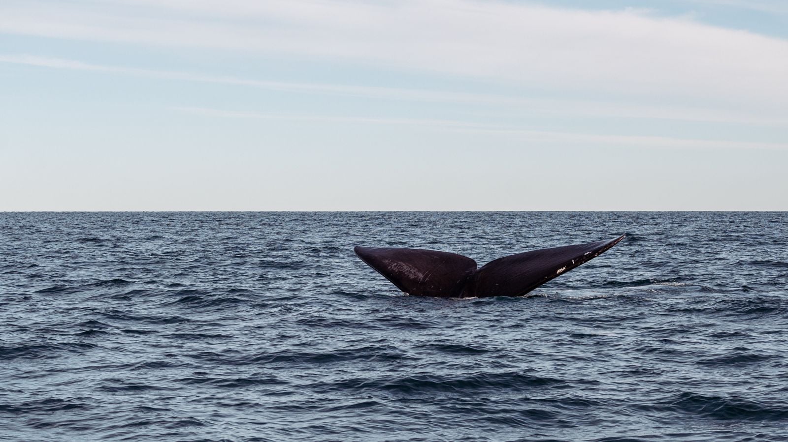 sperm whale surfacing blowhole