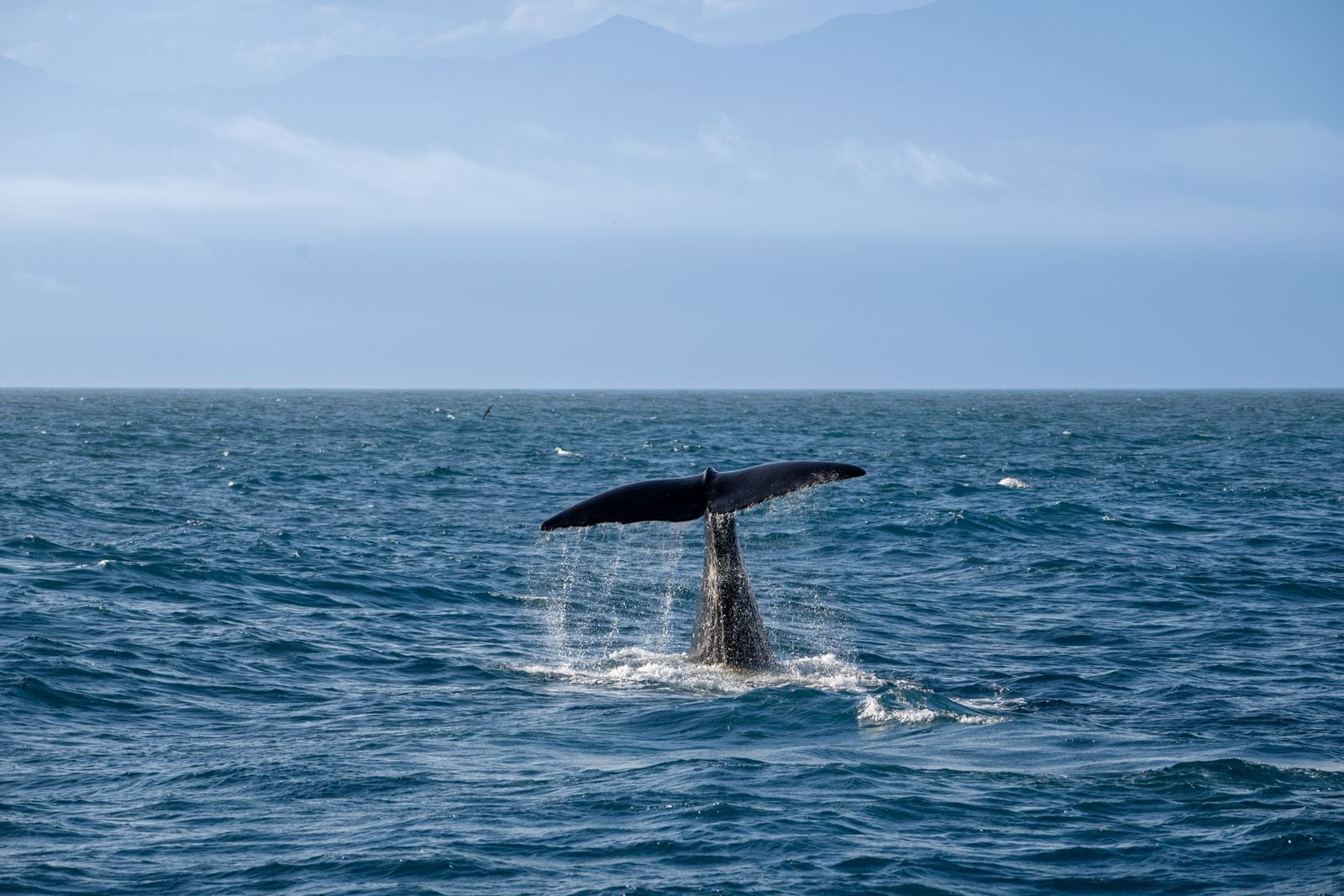 sperm whale underwater dive