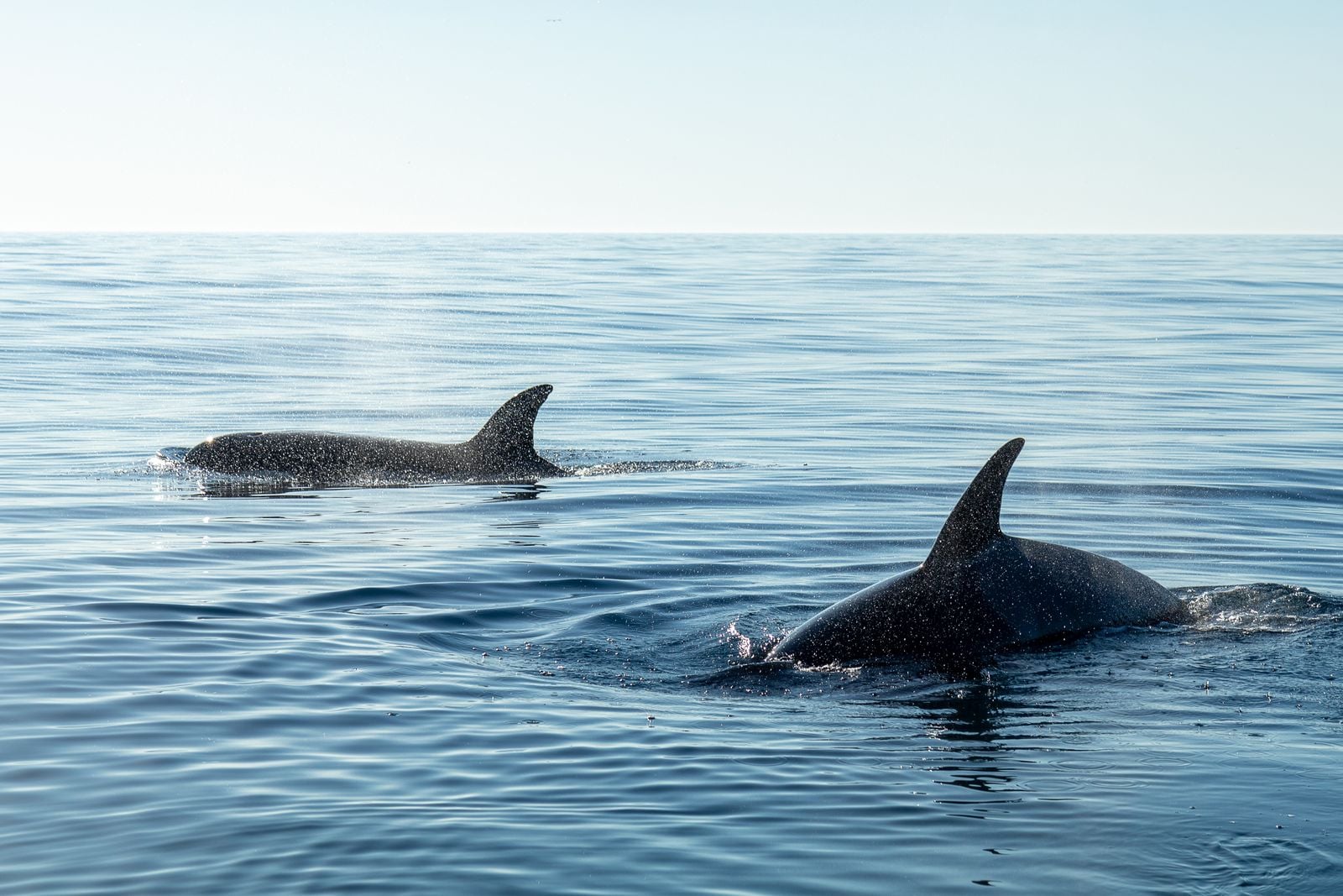 Sperm whales sleep vertically in pods near the ocean surface, motionless and silent for brief stretches, in a posture marine biologists first documented with acoustic tags in 2008