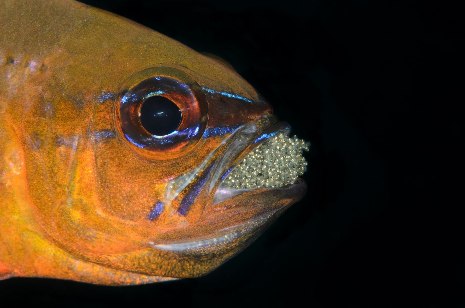 tongue-eating isopod snapper