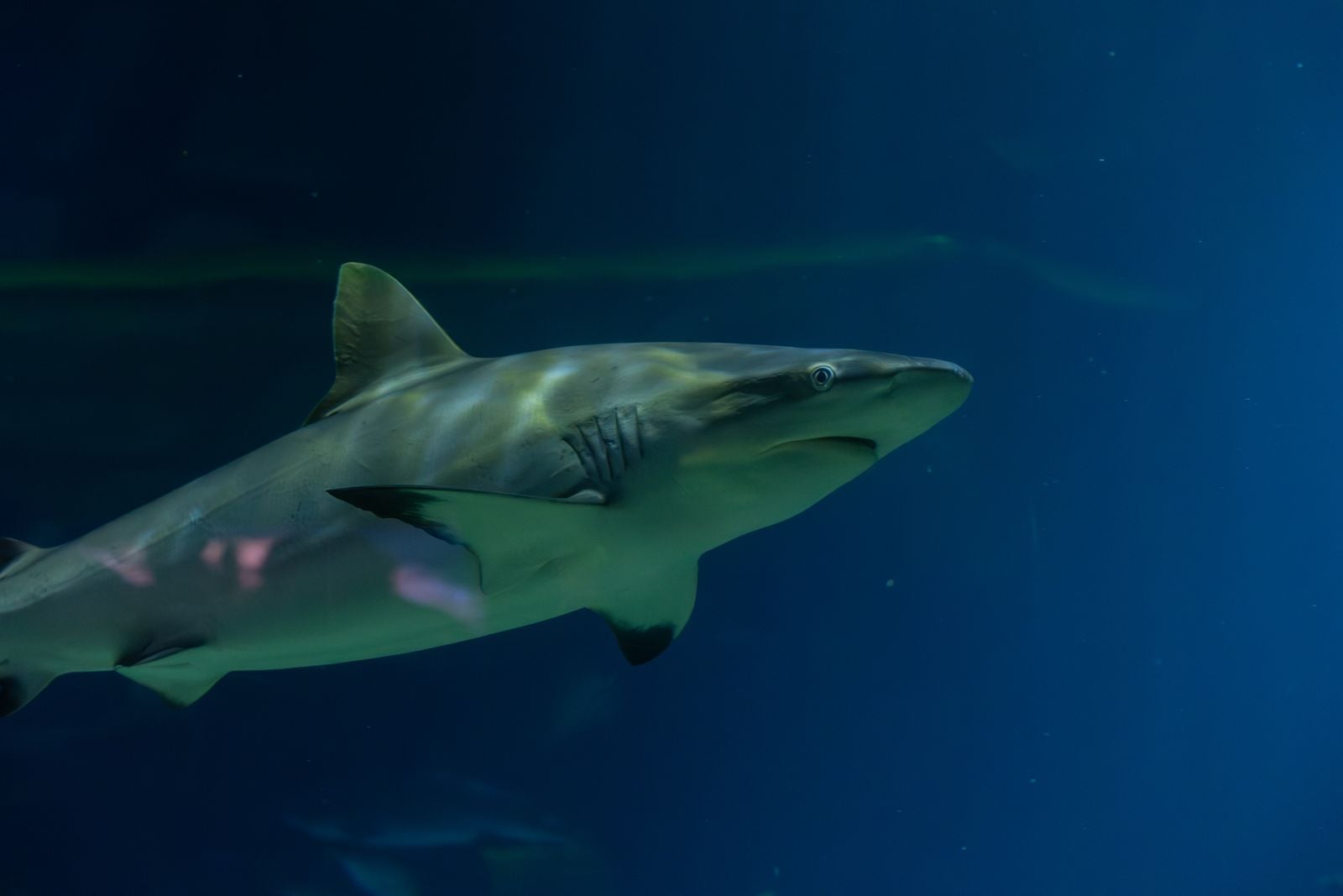 tylosaurus illustration ocean