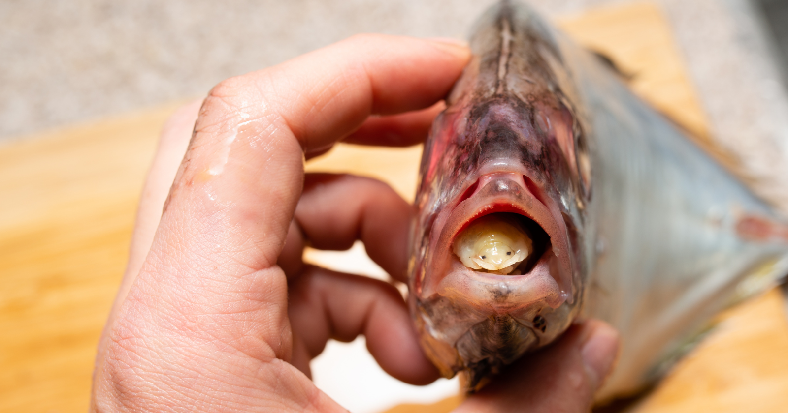 Before it was named Ceratothoa famosa, Nico Smit’s photograph of the parasite staring from a fish’s mouth had already gone viral