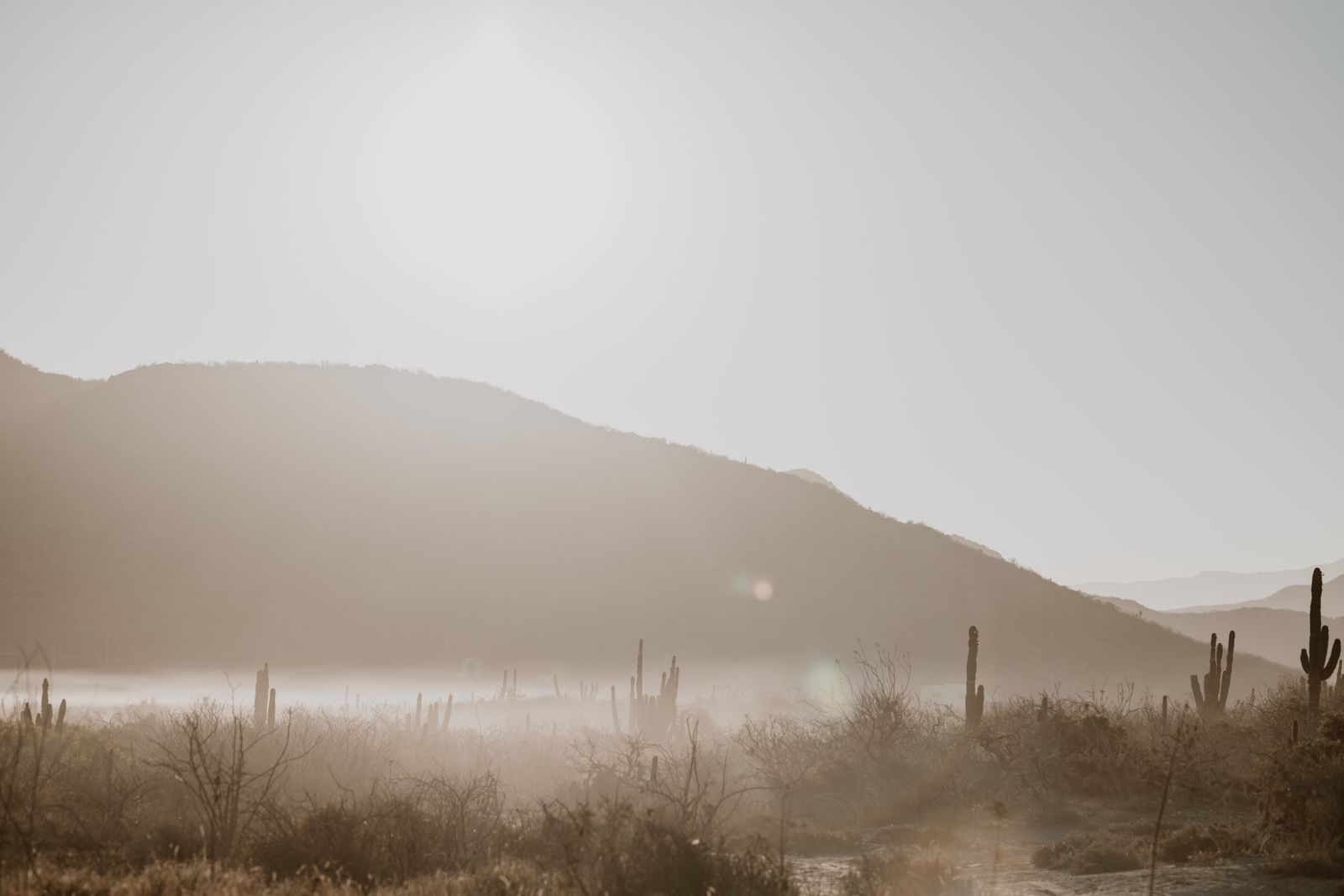 camanchaca fog cacti