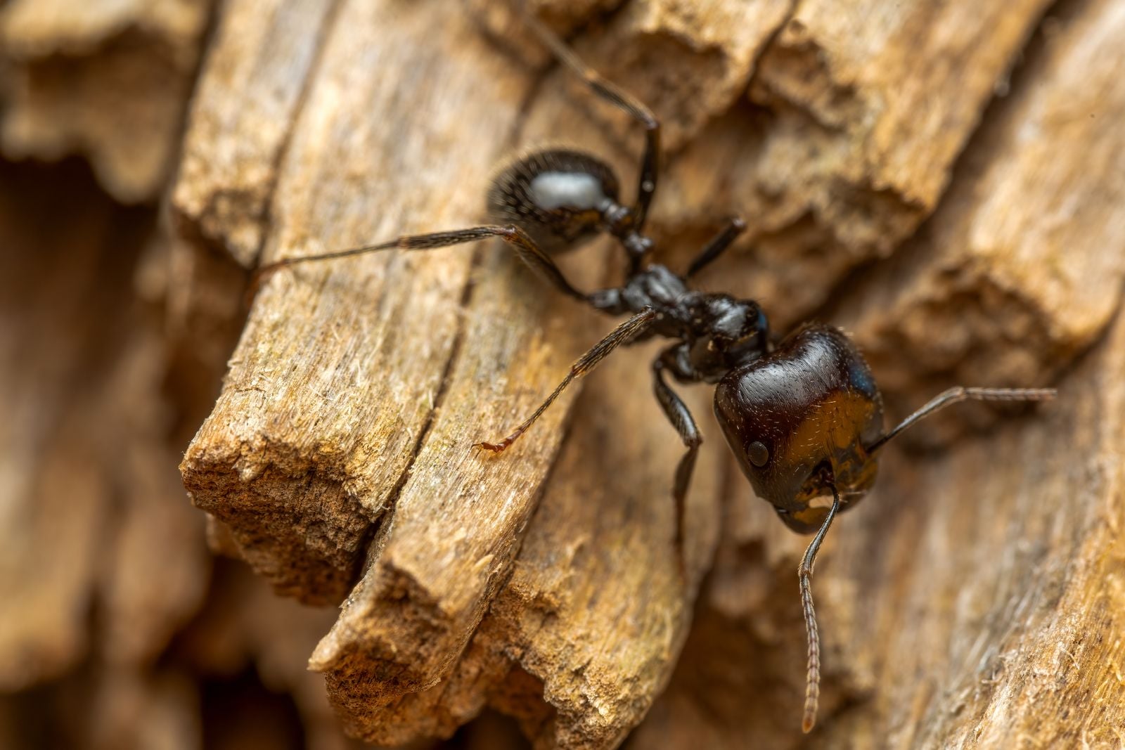 A parasitic fungus can infect carpenter ants, drive them to bite leaves about 25 centimetres above the forest floor, and then grow a stalk from their heads to release spores where other ants forage